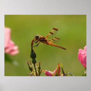 Poster Golden Dragonfly