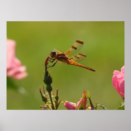 Poster Golden Dragonfly (Devant)