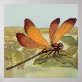 Poster Golden Dragonfly (Devant)