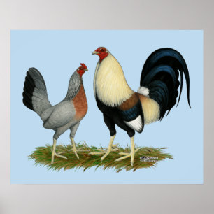 Poster Golden Duckwing Chickens