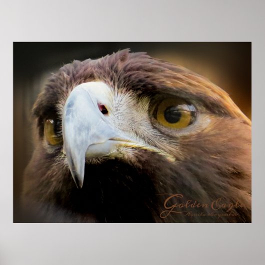 Poster Golden Eagle:Poster (Devant)
