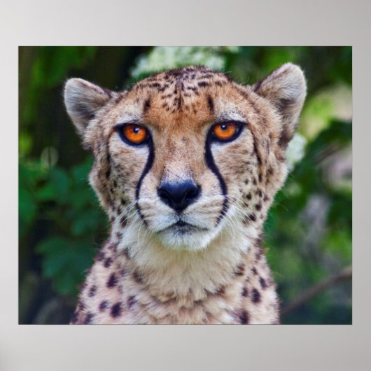 Poster Golden Eyes Imprimer (Devant)