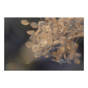 Poster Golden Hydrangea Flowers hiver