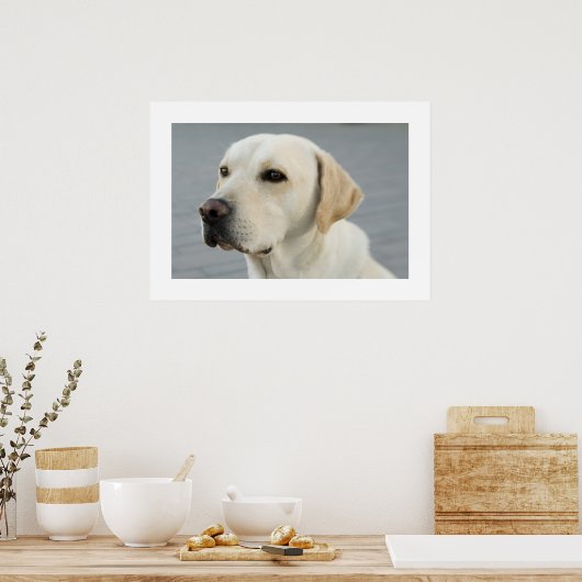 Poster Golden Labrador (Cuisine)