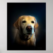 Poster Golden Labrador (Devant)