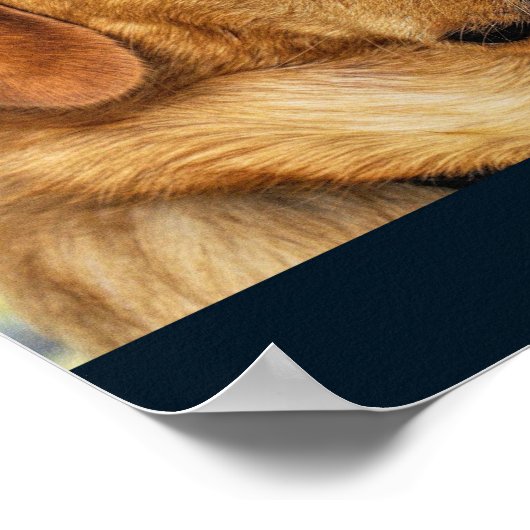 Poster Golden Labrador Retriever (Coin)