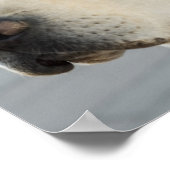 Poster Golden Labrador Retriever Photographie (Coin)