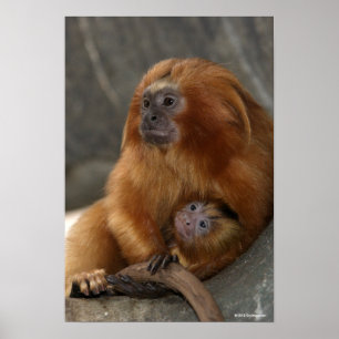 Poster Golden Lion Tamarin with Baby