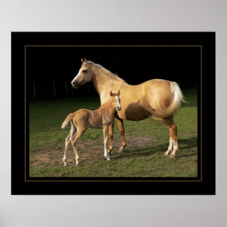 Poster Golden Nugget