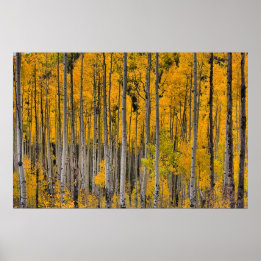 Poster Golden Quakies, Colorado