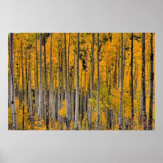 Poster Golden Quakies, Colorado (Devant)