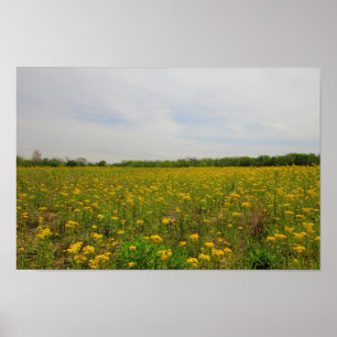Poster Golden Ragwort, Ohio