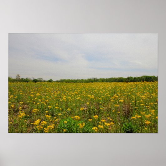 Poster Golden Ragwort, Ohio (Devant)