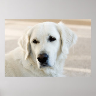 Poster Golden Retriever