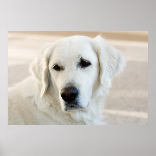 Poster Golden Retriever (Devant)
