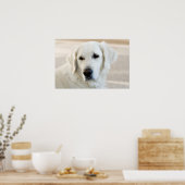 Poster Golden Retriever (Cuisine)