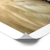 Poster Golden Retriever (Coin)