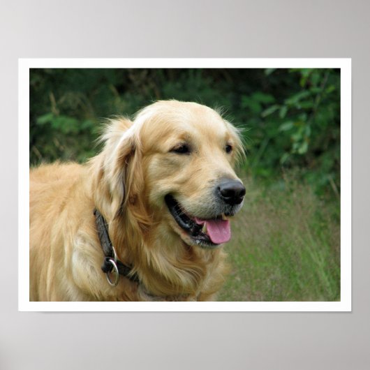 Poster Golden Retriever (Devant)