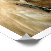 Poster Golden Retriever (Coin)