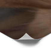 Poster Golden Retriever (Coin)