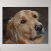 Poster Golden Retriever (Devant)