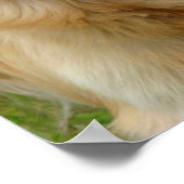 Poster Golden Retriever (Coin)