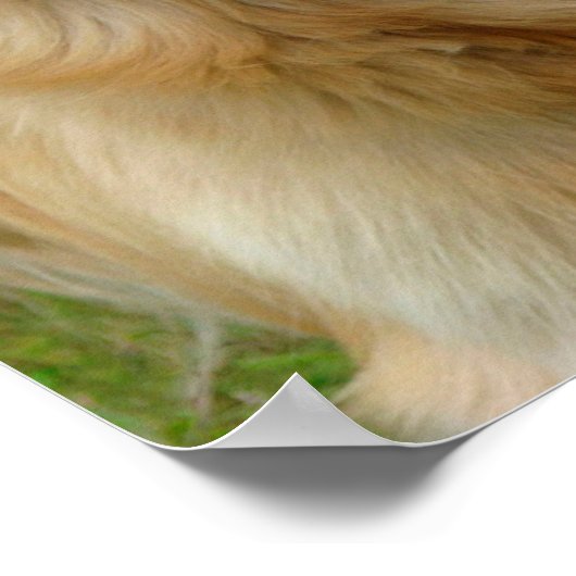 Poster Golden Retriever (Coin)