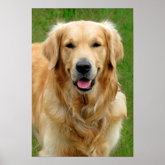 Poster Golden Retriever (Devant)