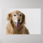 Poster Golden Retriever (Devant)
