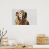 Poster Golden Retriever (Cuisine)