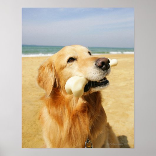 Poster Golden Retriever (Devant)