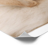 Poster Golden retriever (Coin)