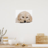 Poster Golden retriever (Cuisine)