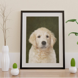 Poster Golden Retriever