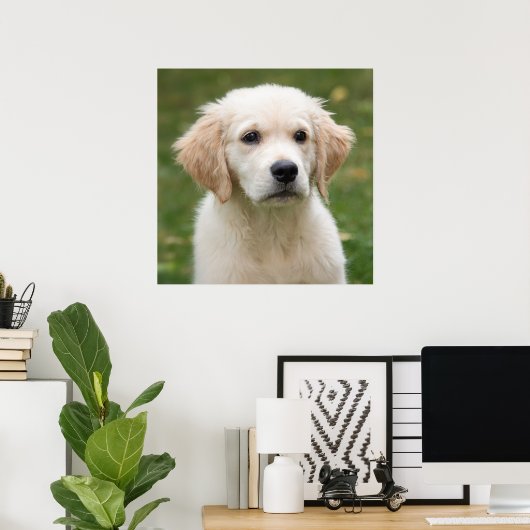 Poster Golden retriever (Bureau à domicile)