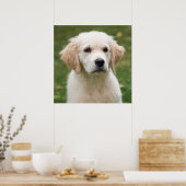 Poster Golden retriever (Cuisine)
