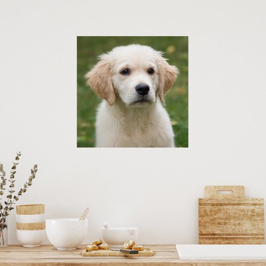 Poster Golden retriever (Cuisine)