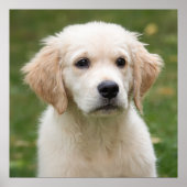 Poster Golden retriever (Devant)