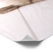 Poster Golden Retriever (Coin)