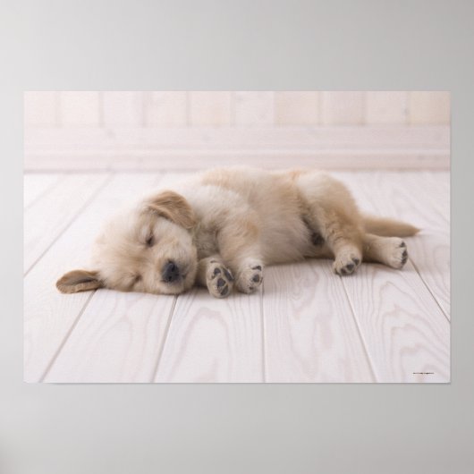 Poster Golden Retriever (Devant)