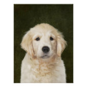 Poster Golden Retriever (Devant)
