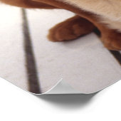 Poster Golden Retriever 2 (Coin)