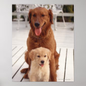 Poster Golden Retriever 2 (Devant)