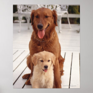 Poster Golden Retriever 2