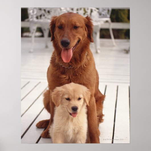 Poster Golden Retriever 2 (Devant)