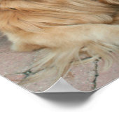 Poster Golden Retriever Avec Casquette De Baseball (Coin)