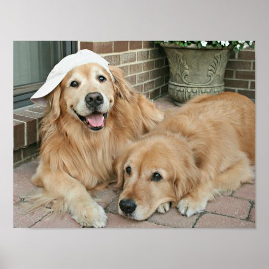 Poster Golden Retriever Avec Casquette De Baseball (Devant)