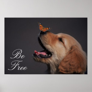 Poster Golden retriever avec le papillon sur son nez