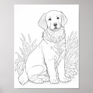 Poster Golden Retriever Chien Adult Coloration