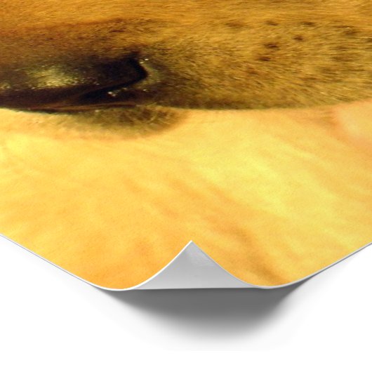 Poster Golden Retriever Chien Chien Chien Chien (Coin)